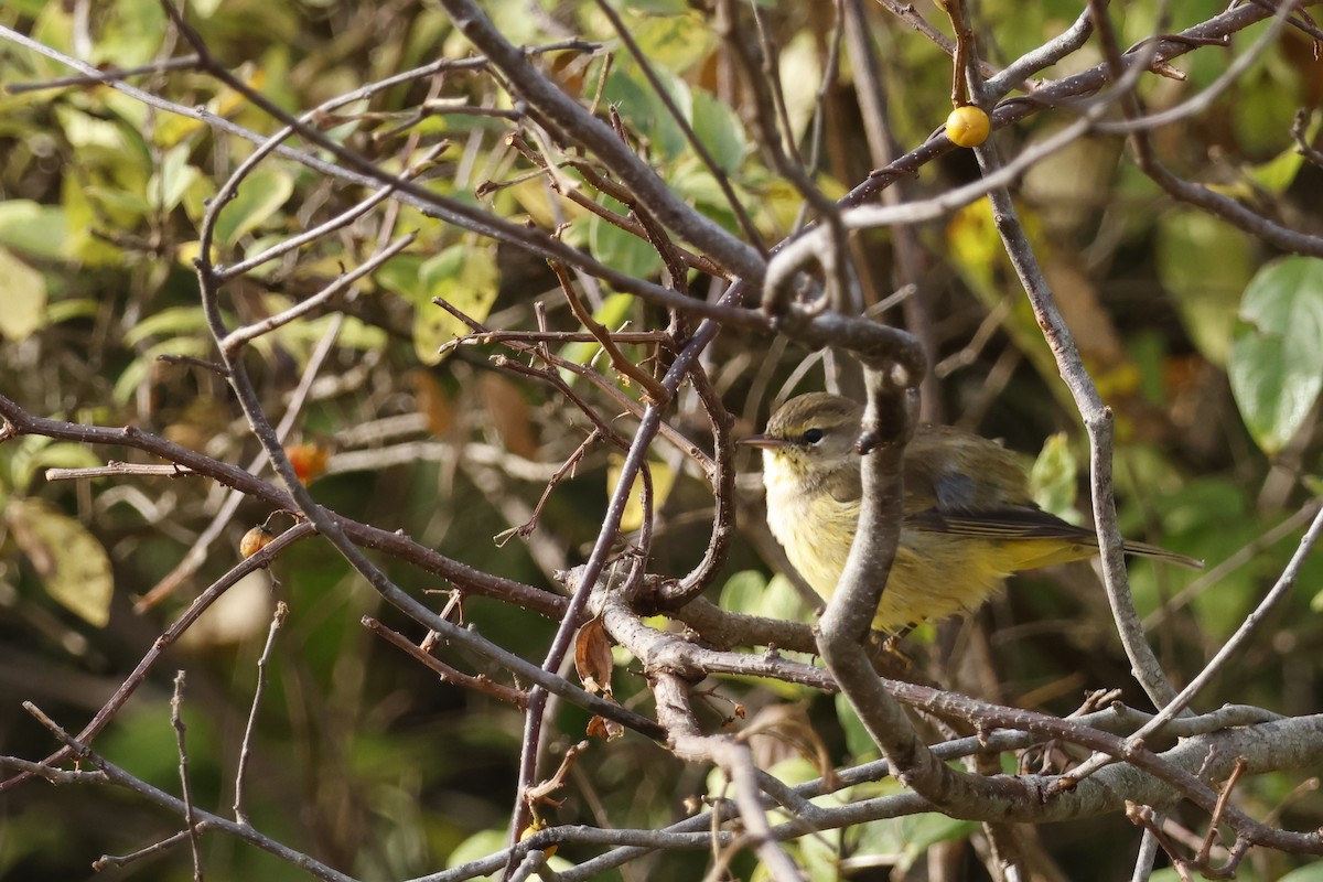 Palm Warbler (Yellow) - ML624132633