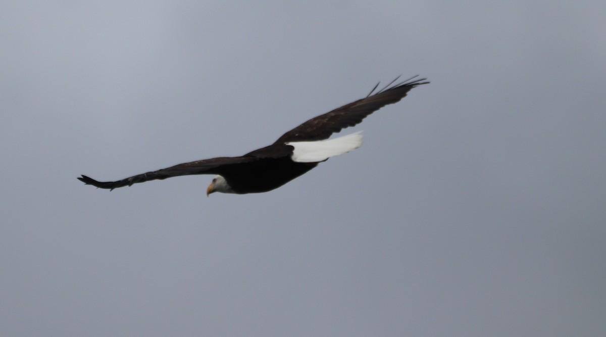 Bald Eagle - ML624132643