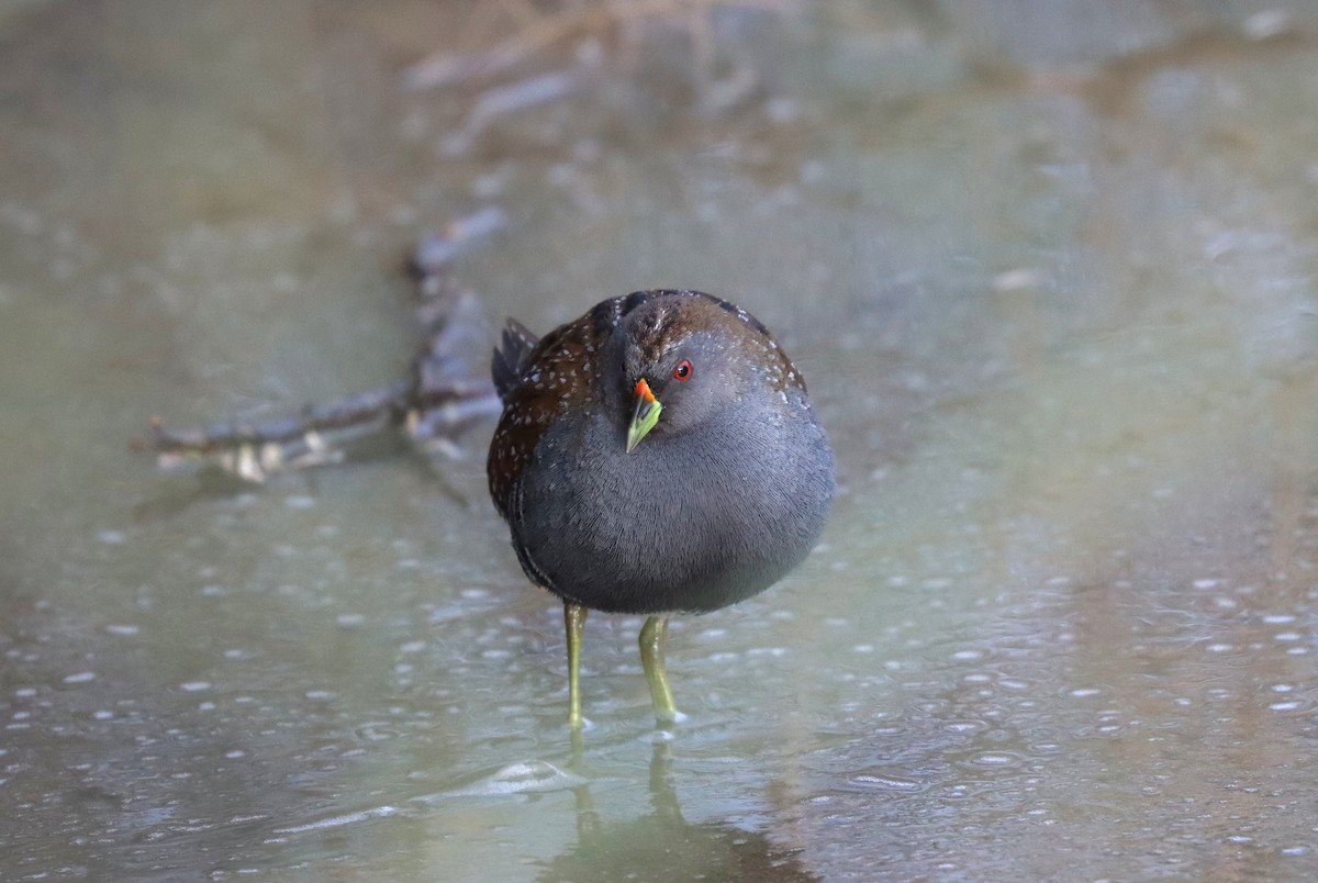 Australian Crake - ML624132649