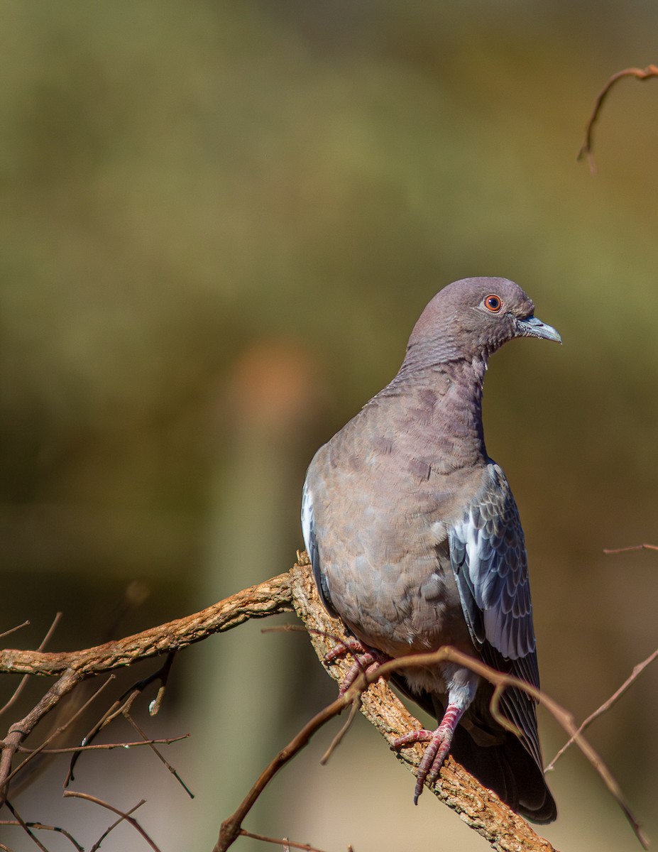 Picazuro Pigeon - ML624132663