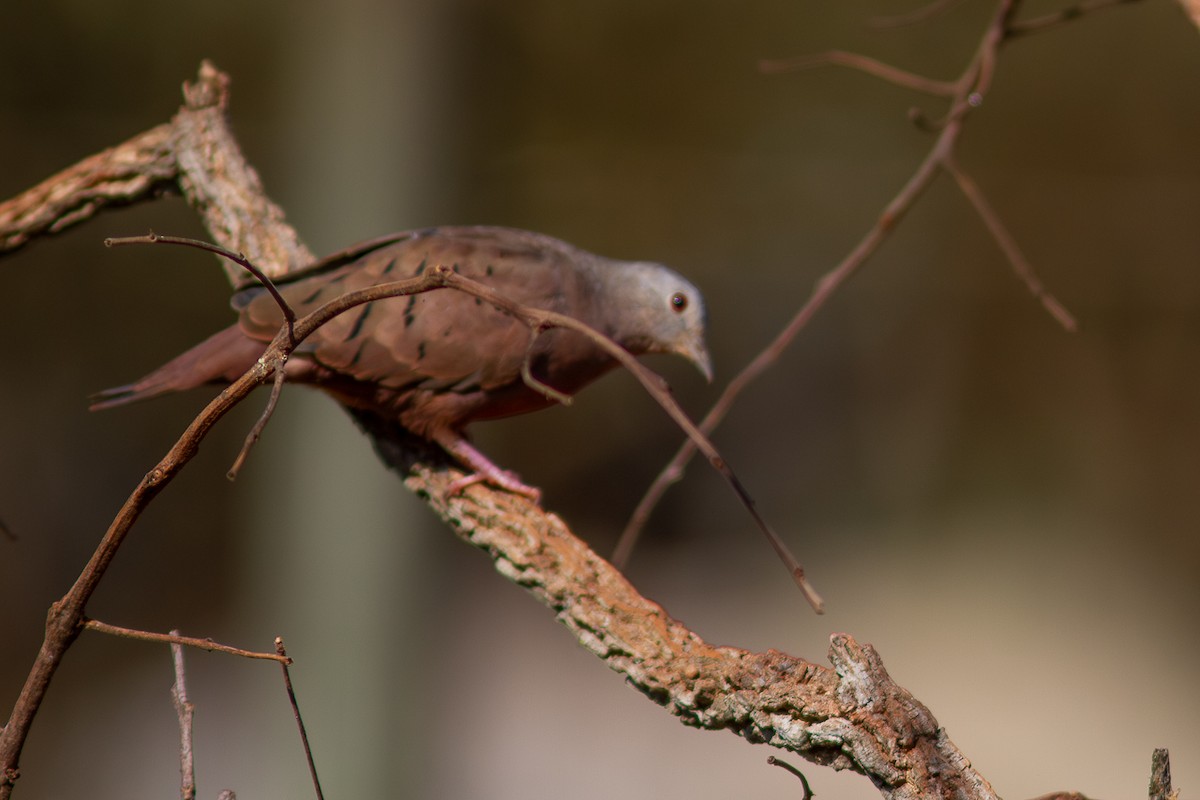 Ruddy Ground Dove - ML624132669