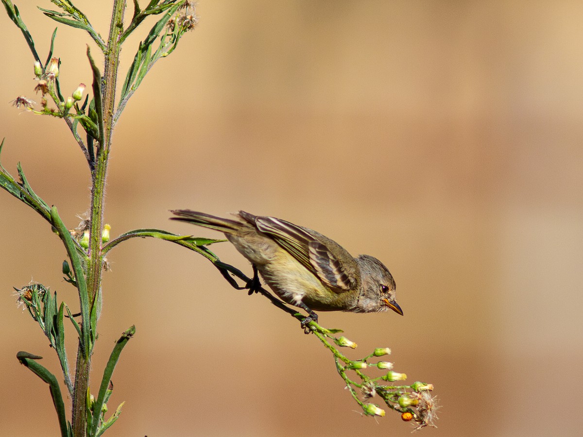 Southern Beardless-Tyrannulet - ML624132696