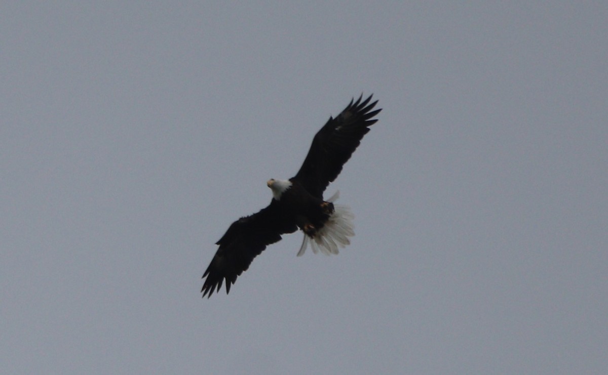 Bald Eagle - ML624132697