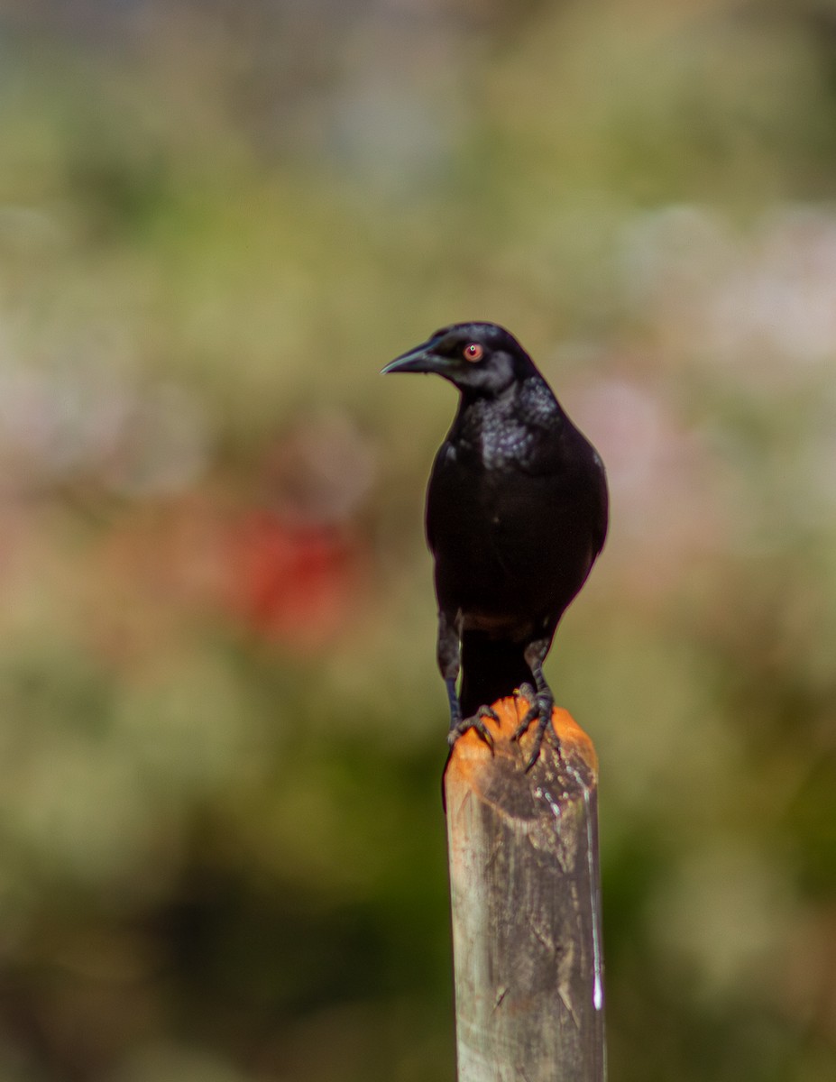 Giant Cowbird - ML624132705