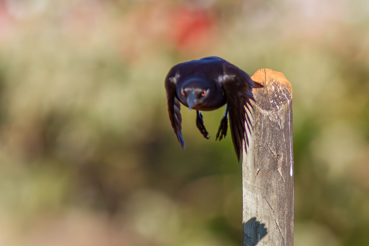 Giant Cowbird - ML624132706