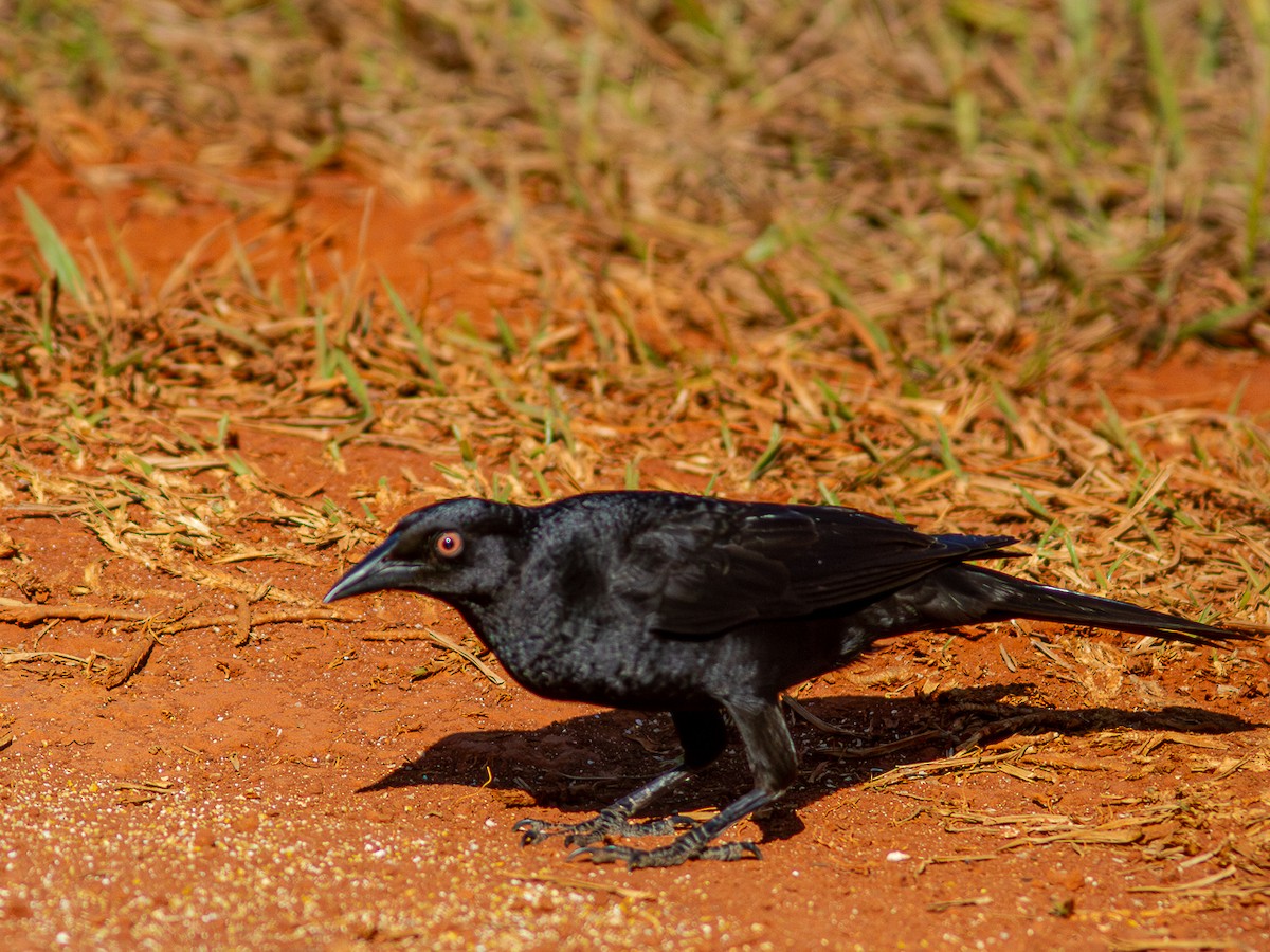 Giant Cowbird - ML624132707