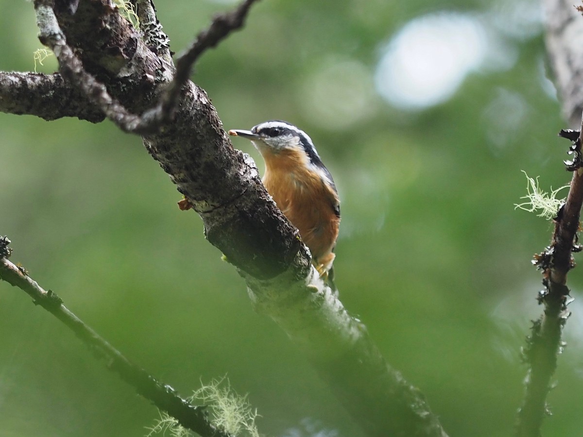 Red-breasted Nuthatch - ML624132729