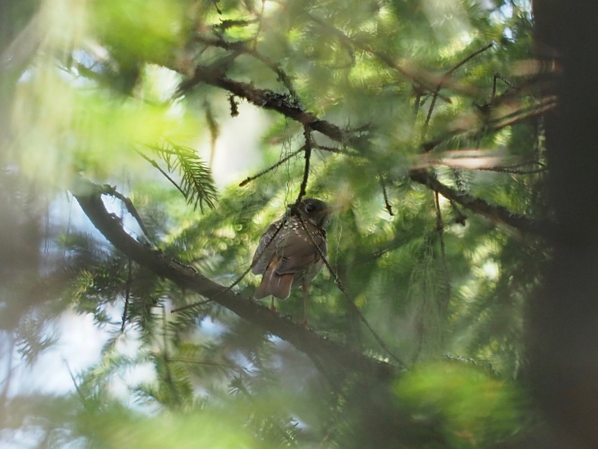 Hermit Thrush - ML624132730