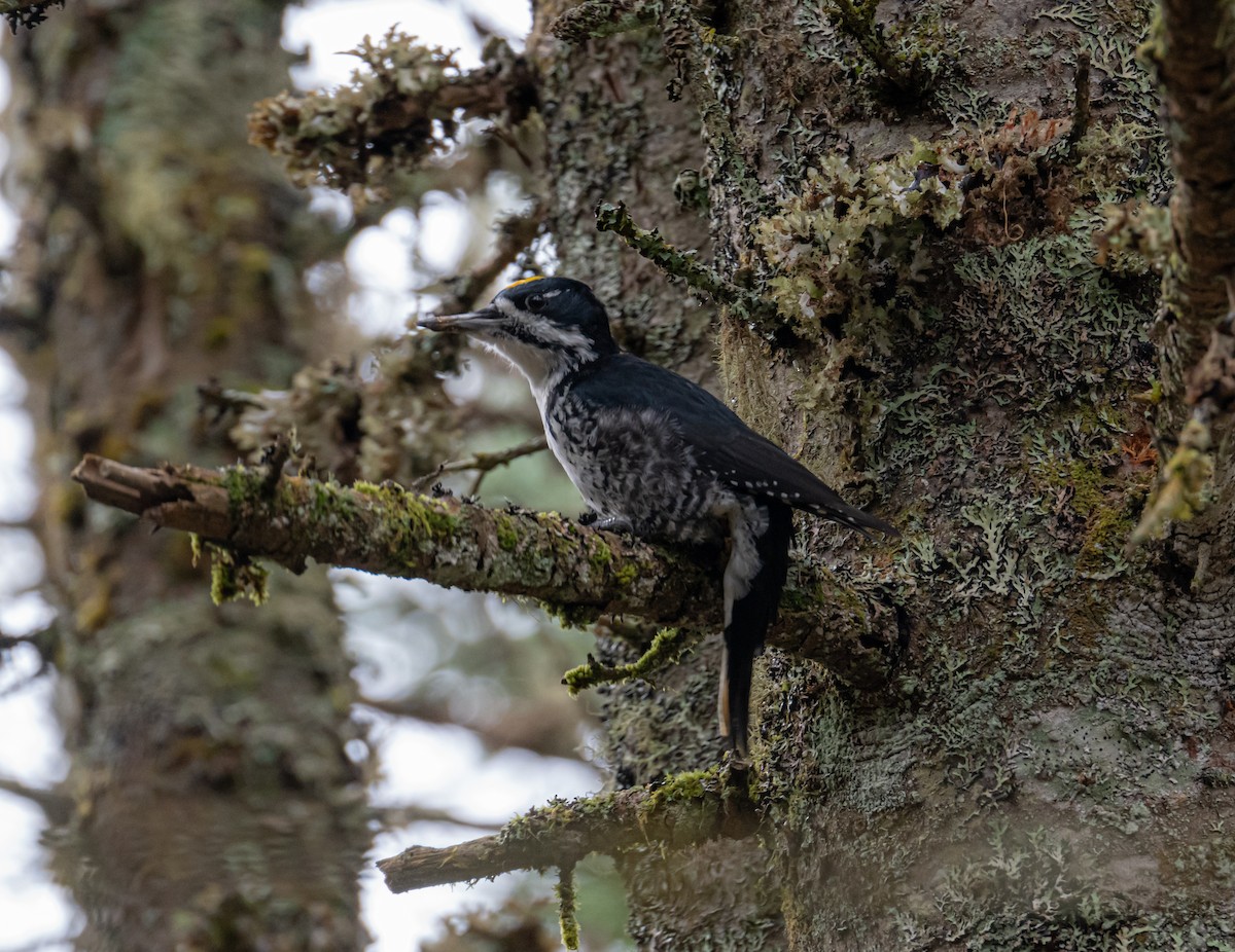 Black-backed Woodpecker - thomas berriman