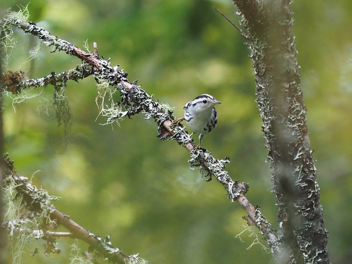 Black-and-white Warbler - ML624132741