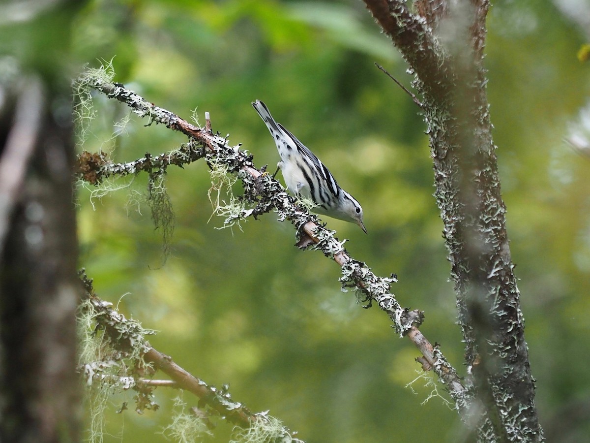 Black-and-white Warbler - Thierry Grandmont