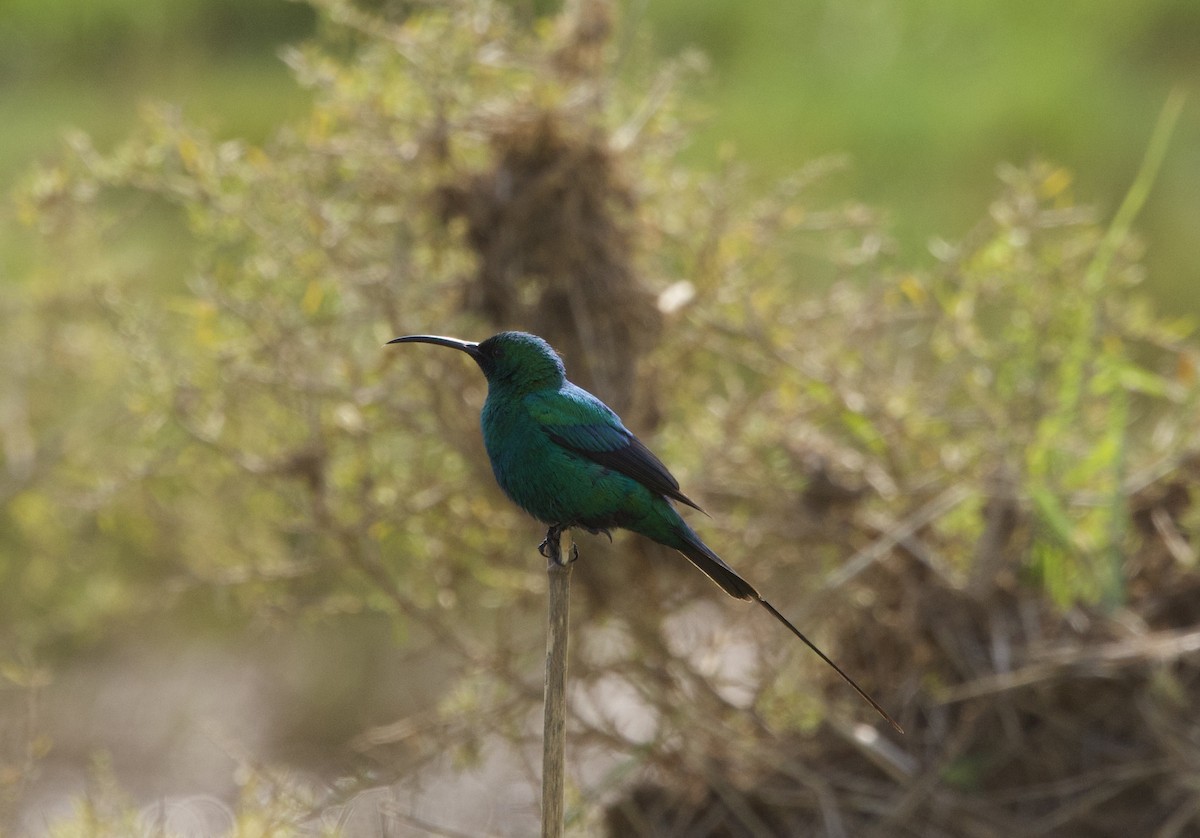 Malachite Sunbird - ML624132747