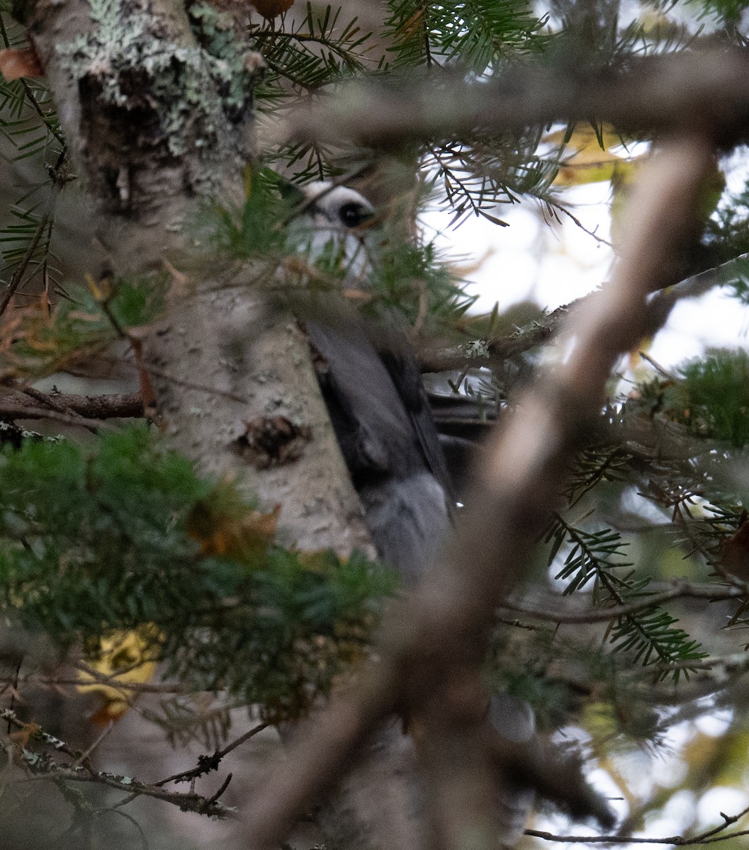 Canada Jay - thomas berriman