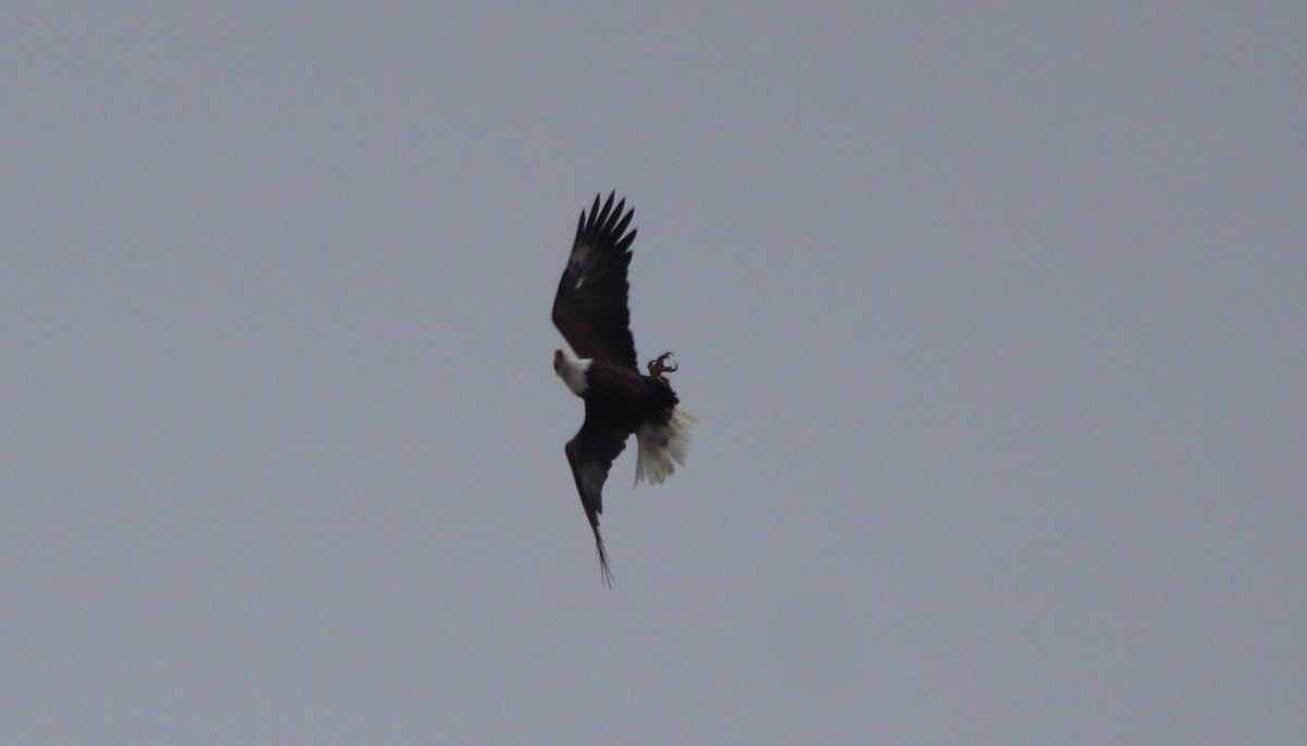 Bald Eagle - ML624132750