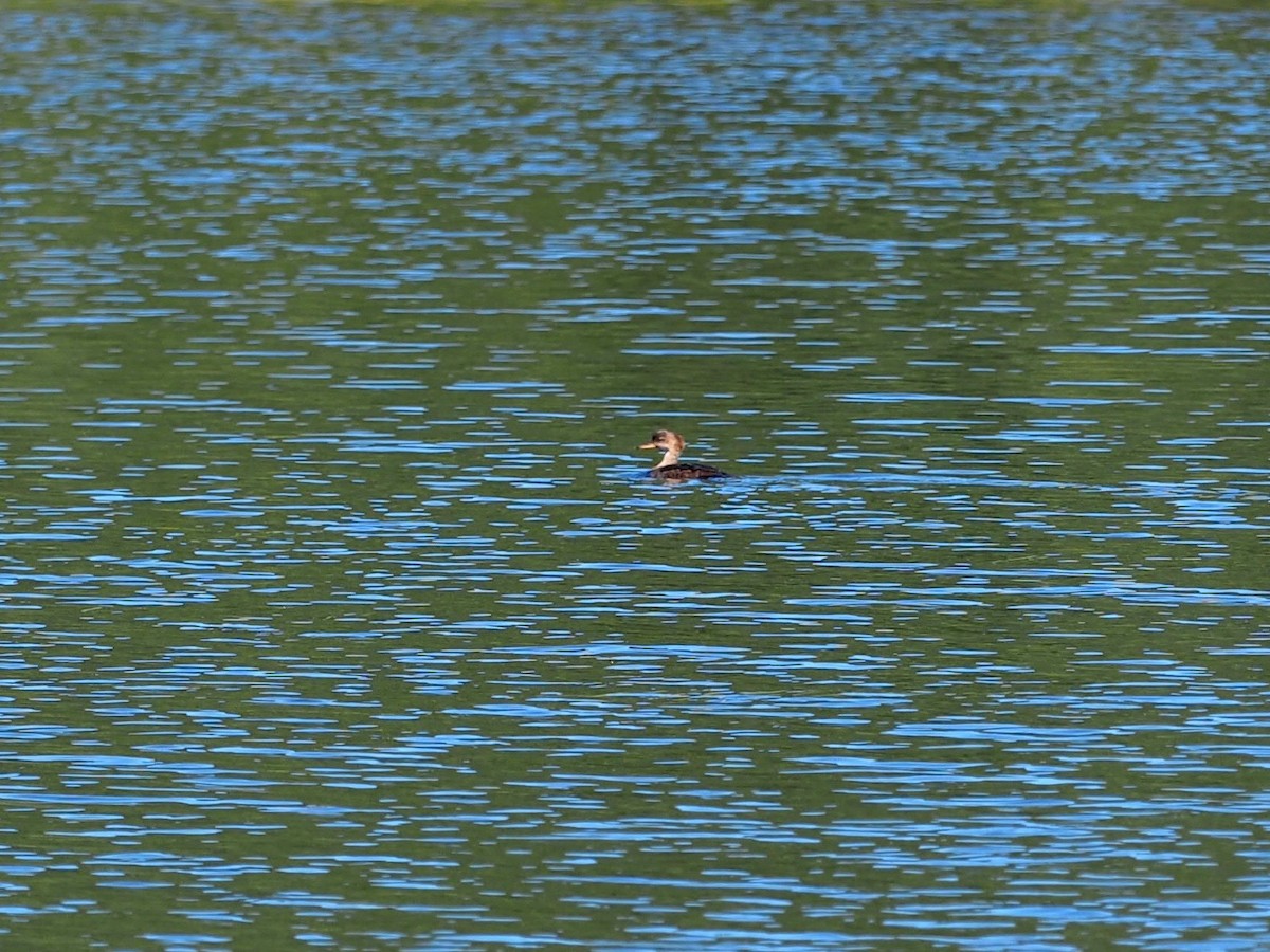 Hooded Merganser - ML624132753