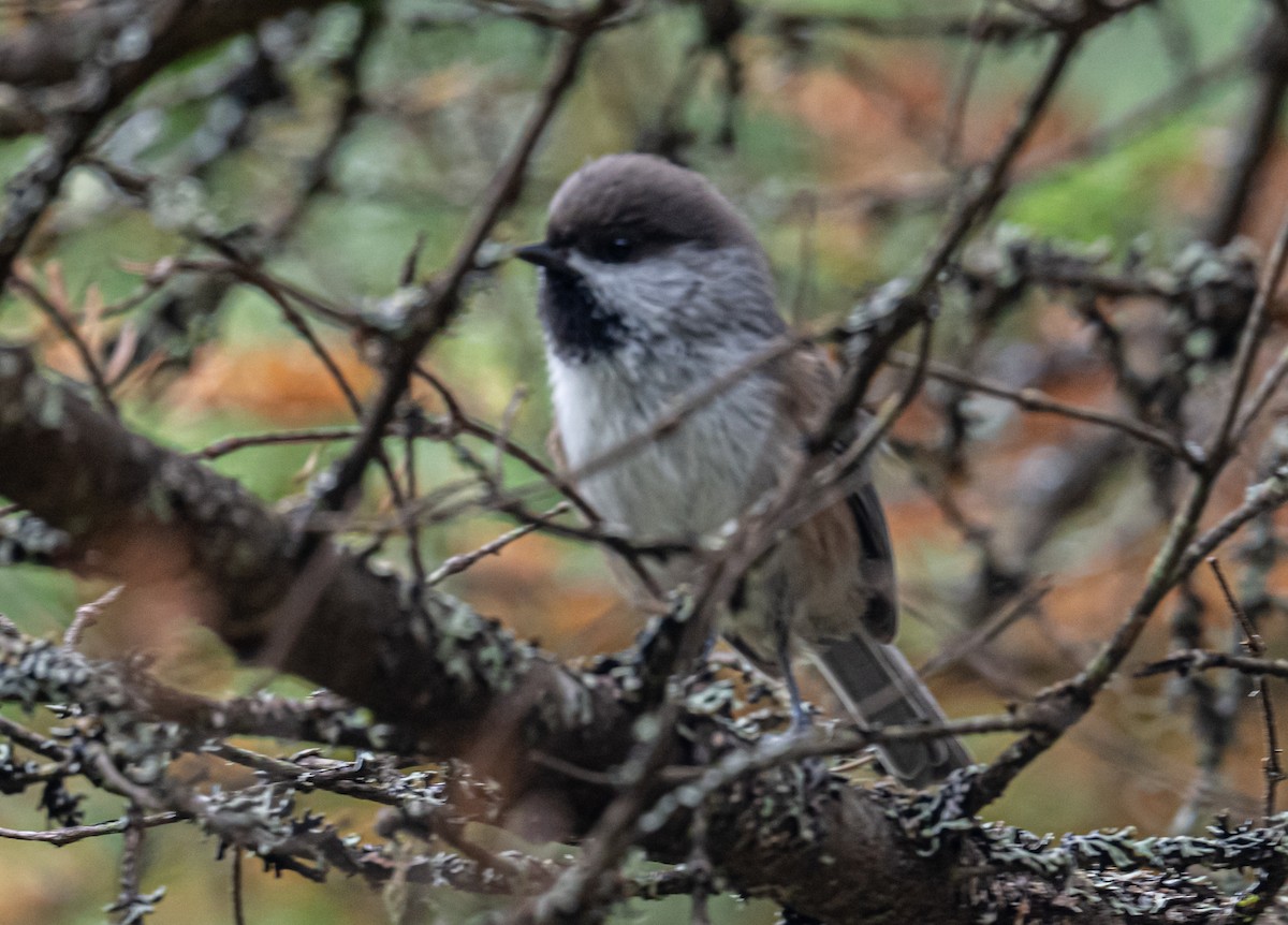 Boreal Chickadee - thomas berriman