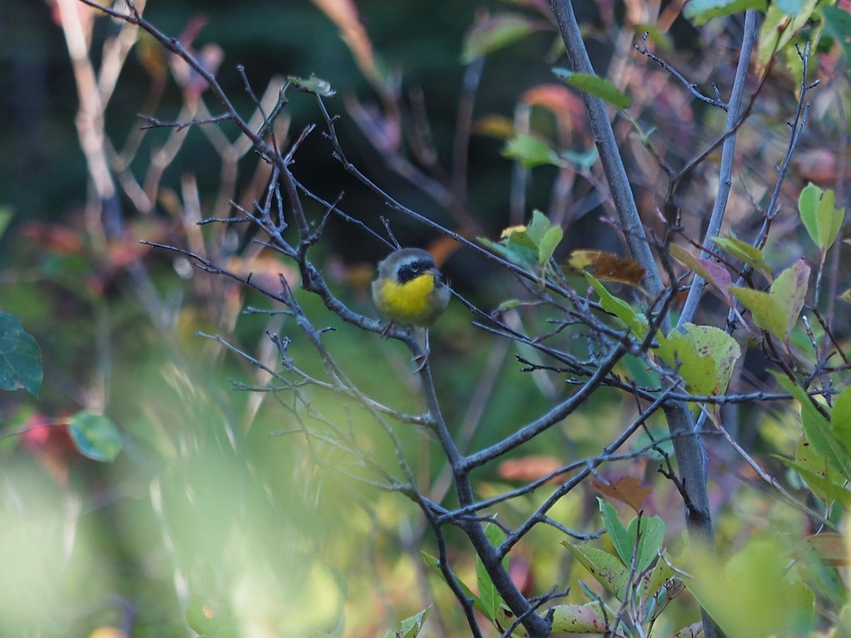 Common Yellowthroat - ML624132767