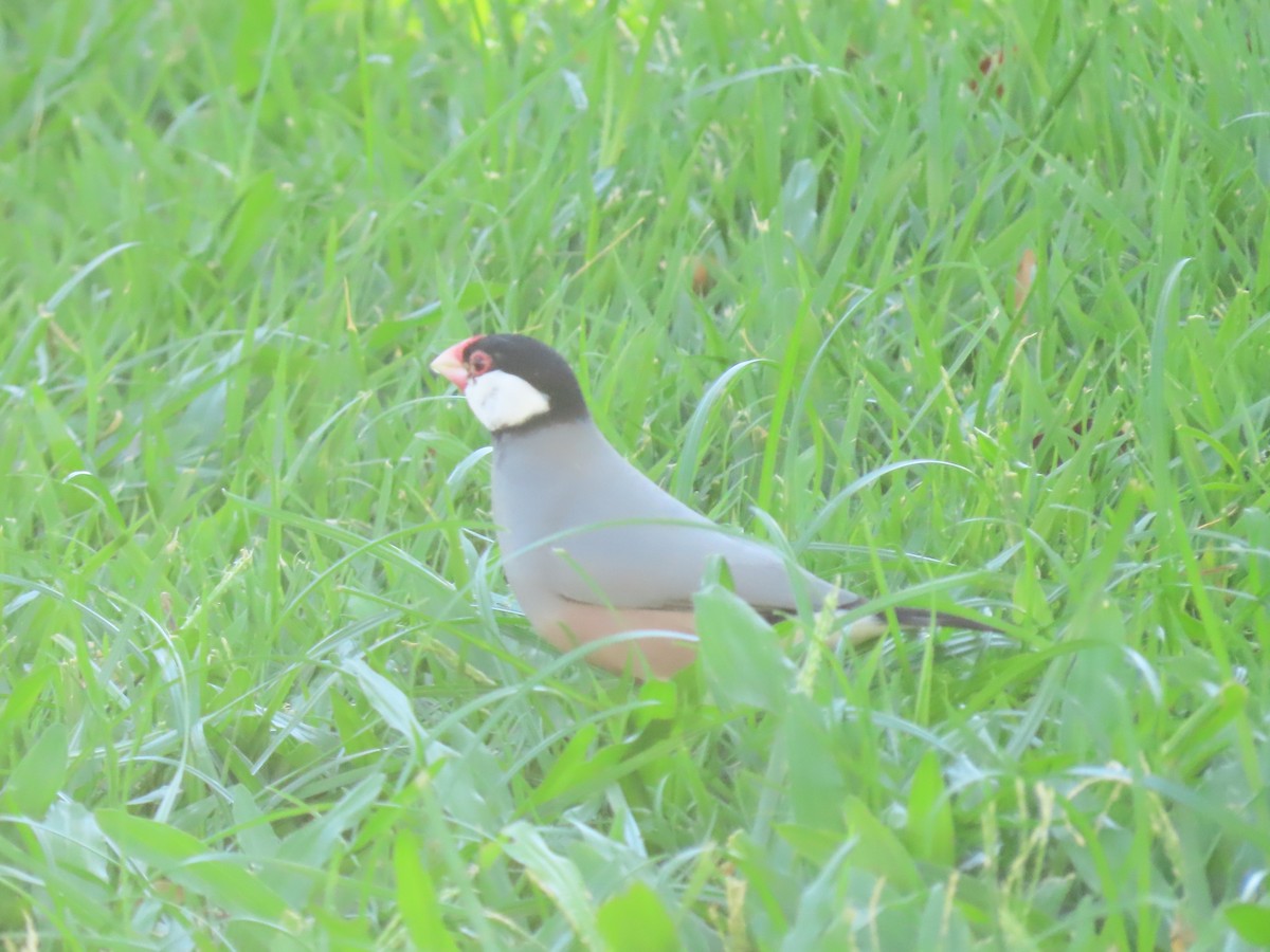 Java Sparrow - ML624132770