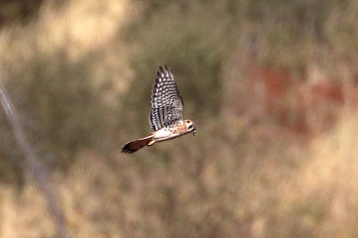 American Kestrel - ML624132774