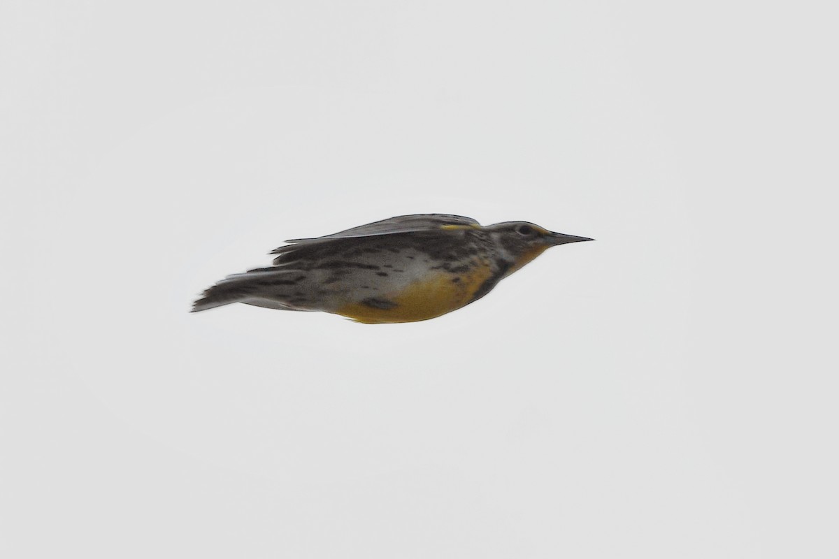 Western Meadowlark - ML624132775