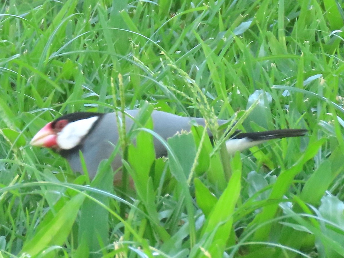 Java Sparrow - ML624132776