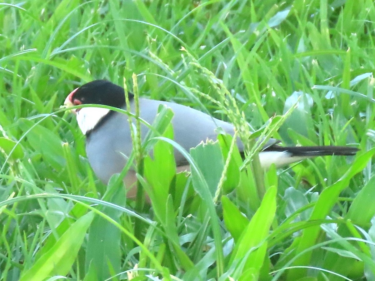 Java Sparrow - ML624132779