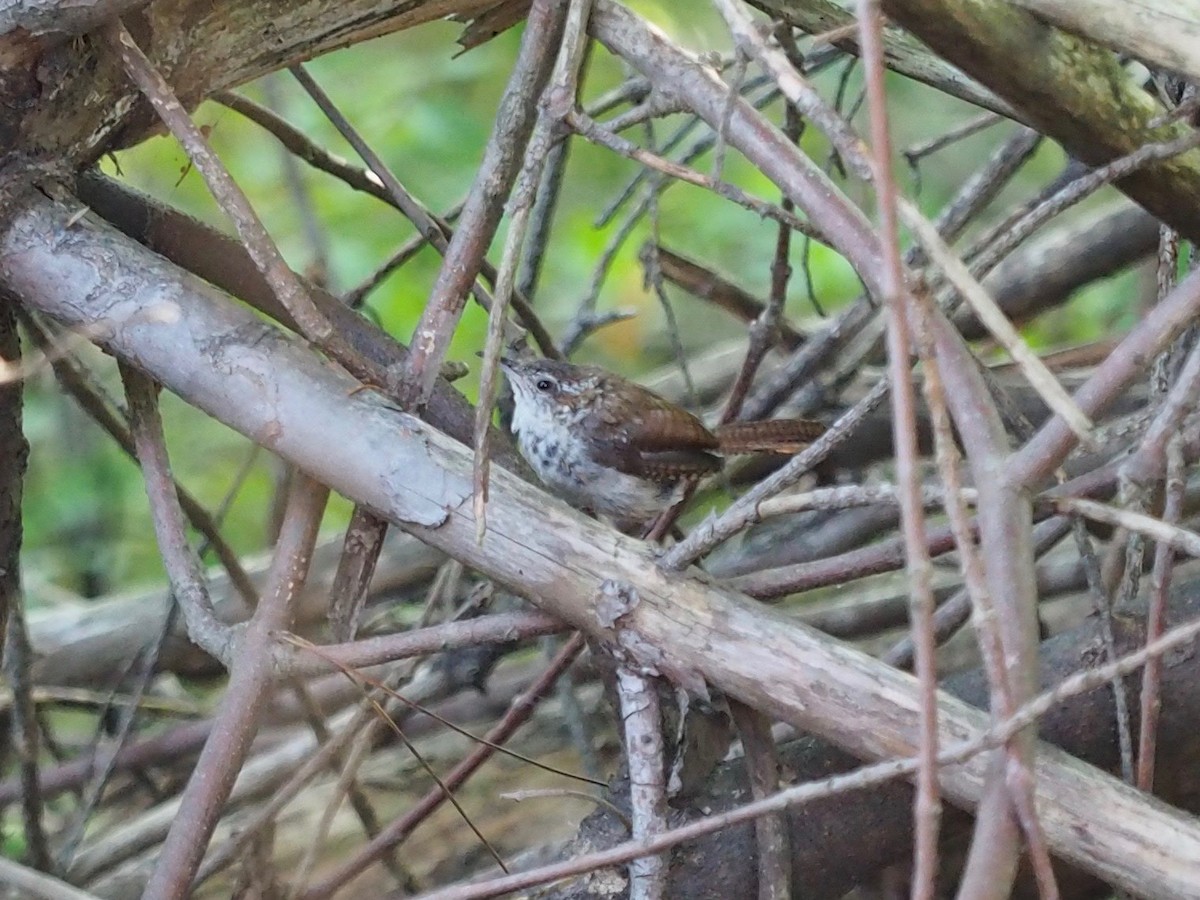 Carolina Wren - ML624132780