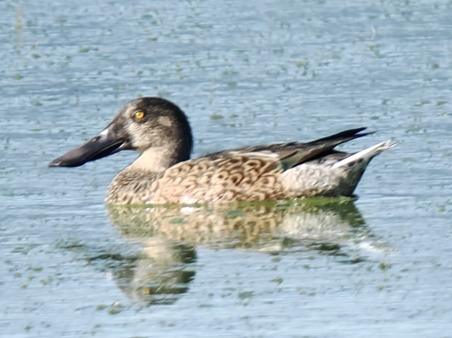 Northern Shoveler - ML624132782