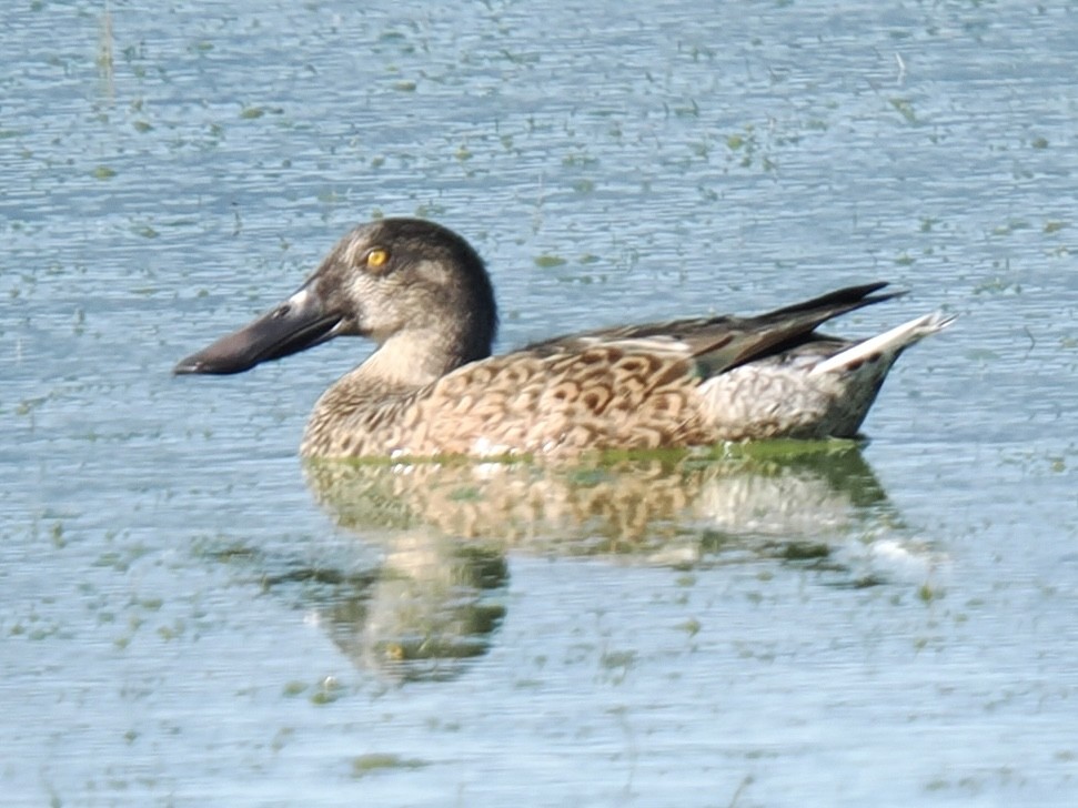 Northern Shoveler - ML624132783