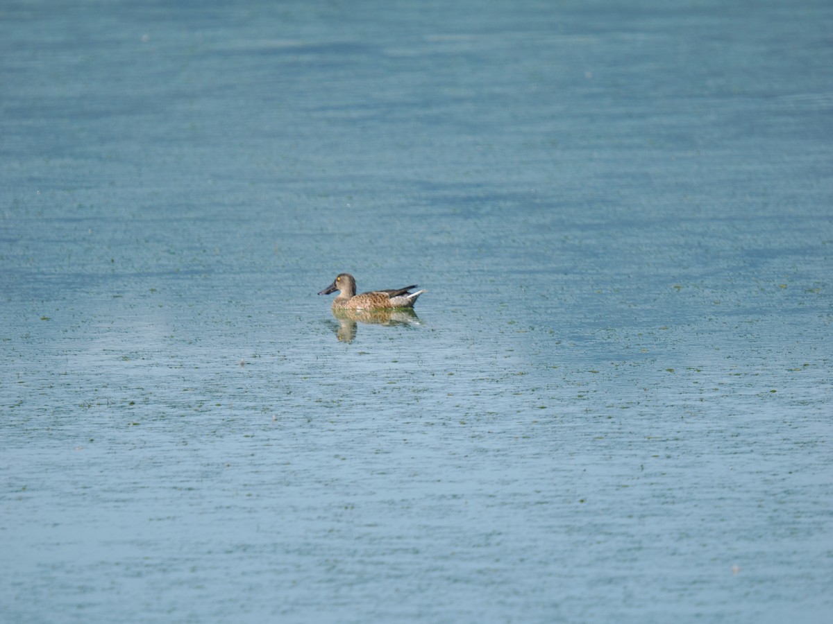 Northern Shoveler - ML624132784