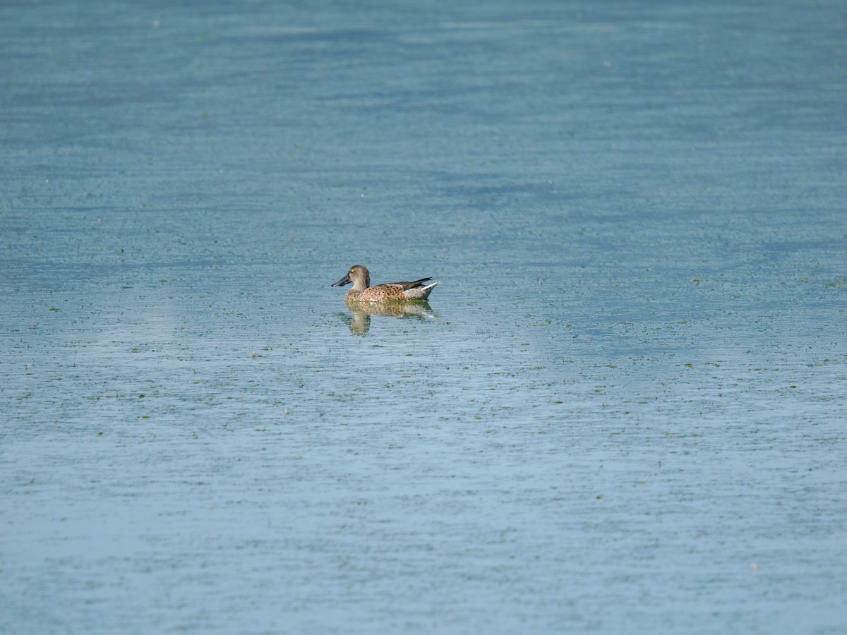 Northern Shoveler - ML624132785