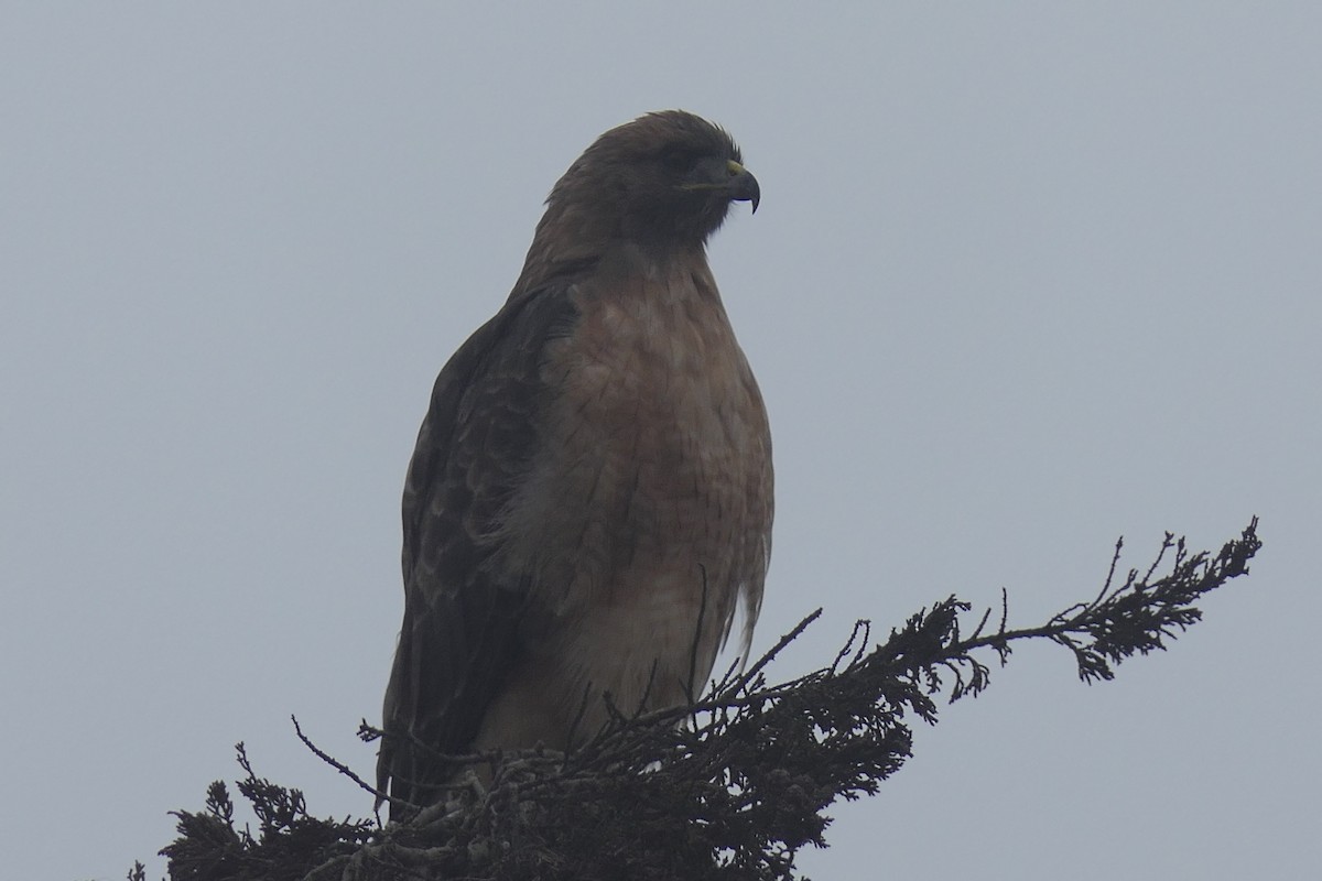 Red-shouldered Hawk - ML624132791