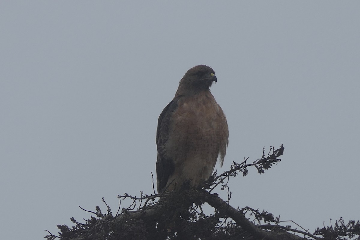 Red-shouldered Hawk - ML624132792