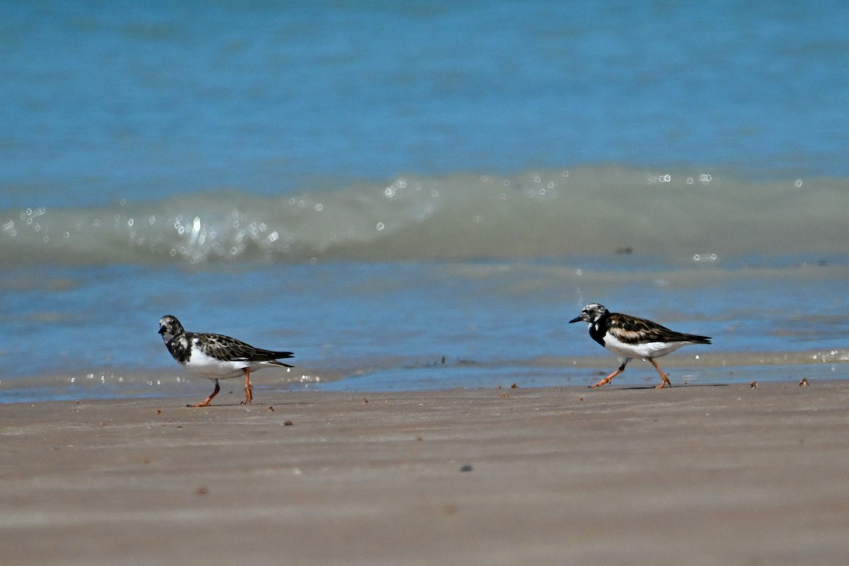 Ruddy Turnstone - ML624132799