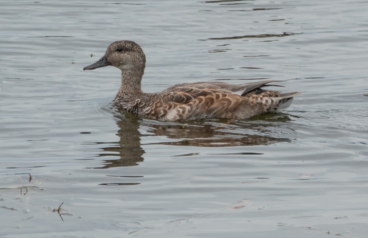 Gadwall - ML624132806