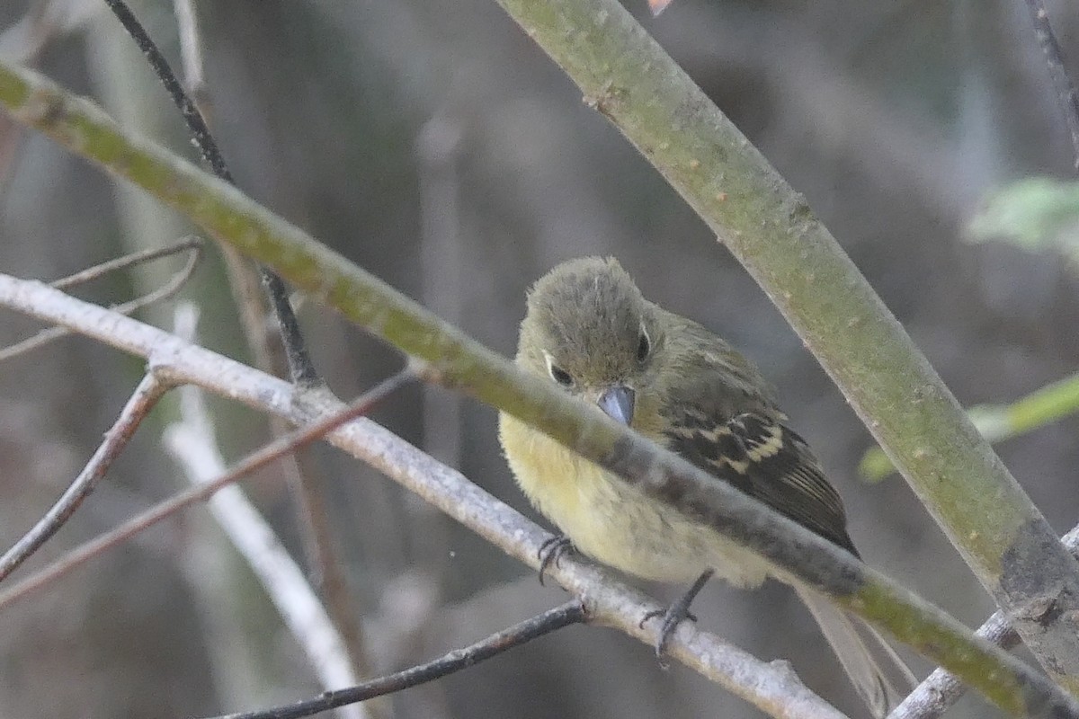 Western Flycatcher - ML624132807