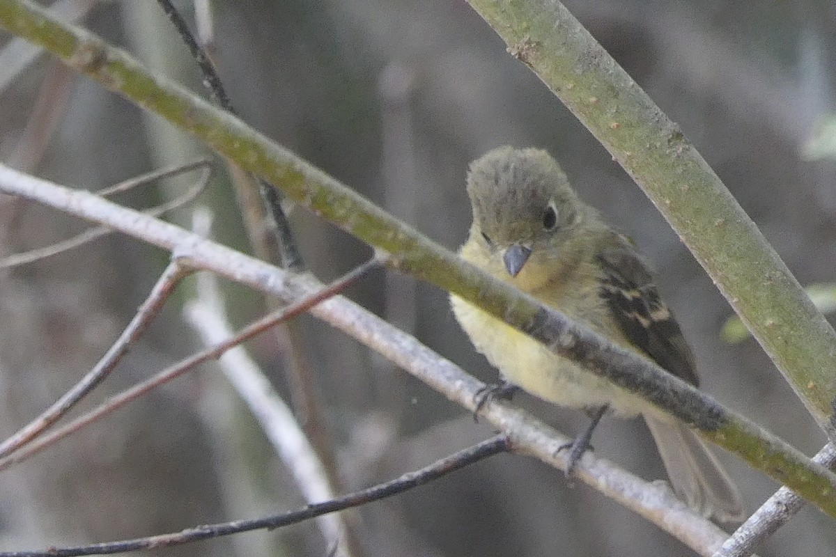 Western Flycatcher - ML624132808