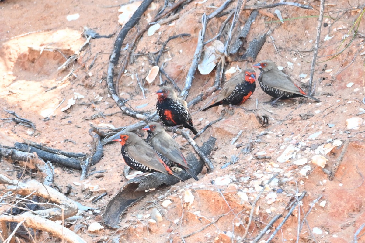 Painted Firetail - ML624132836