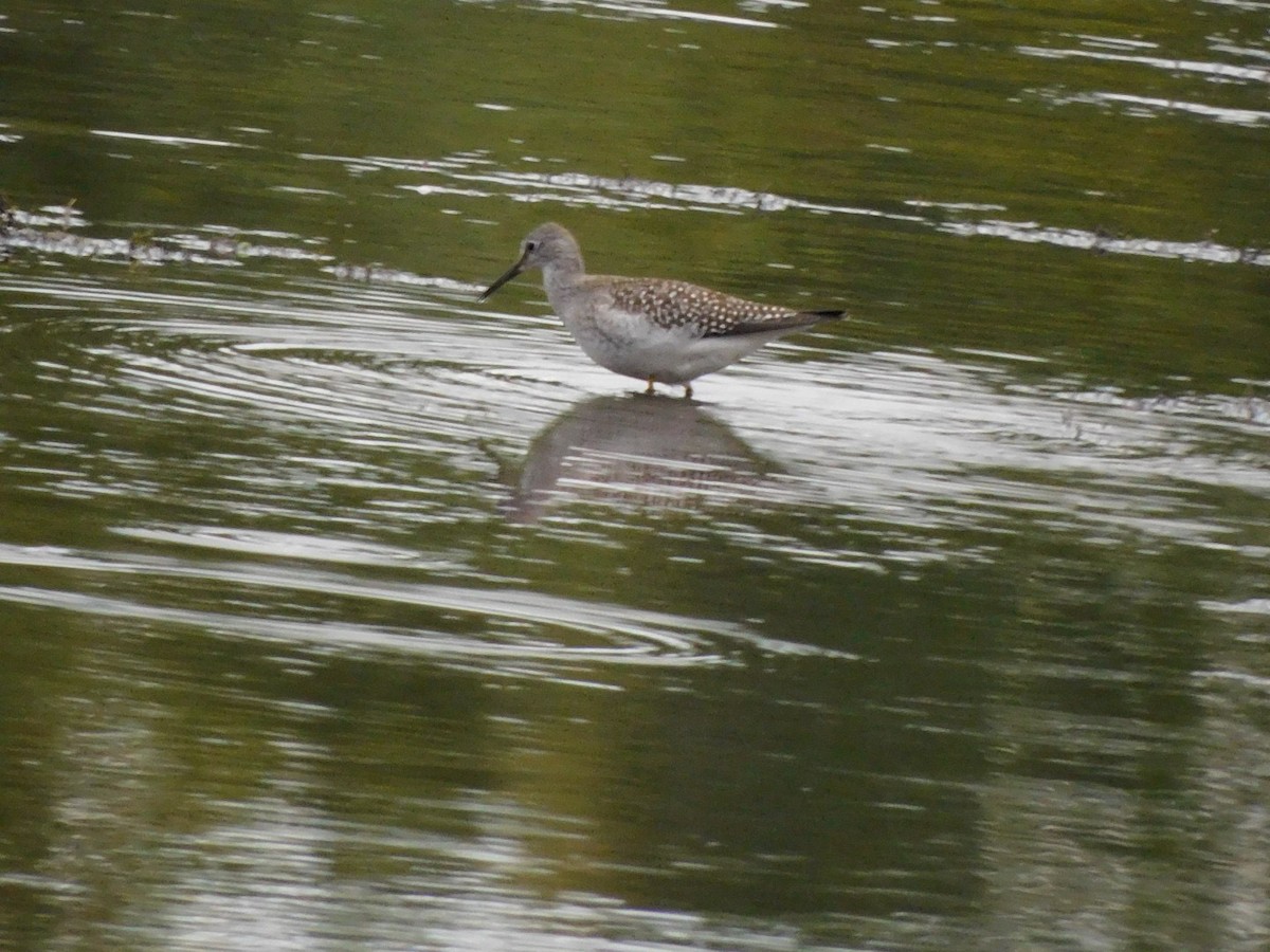 Lesser Yellowlegs - ML624132842