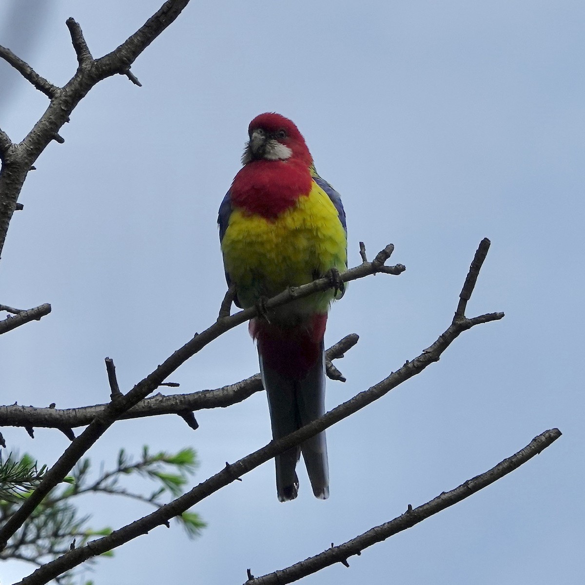 Perico Multicolor - ML624132848