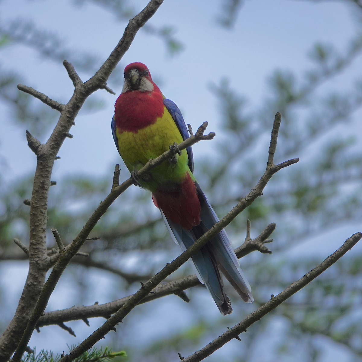 Perico Multicolor - ML624132850