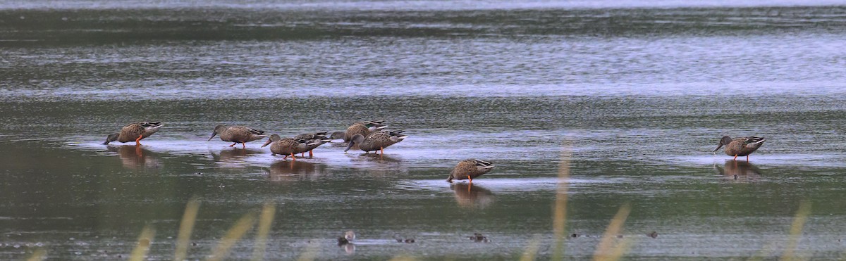 Northern Shoveler - ML624132859