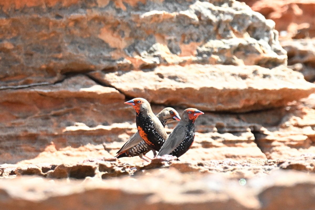 Painted Firetail - ML624132863