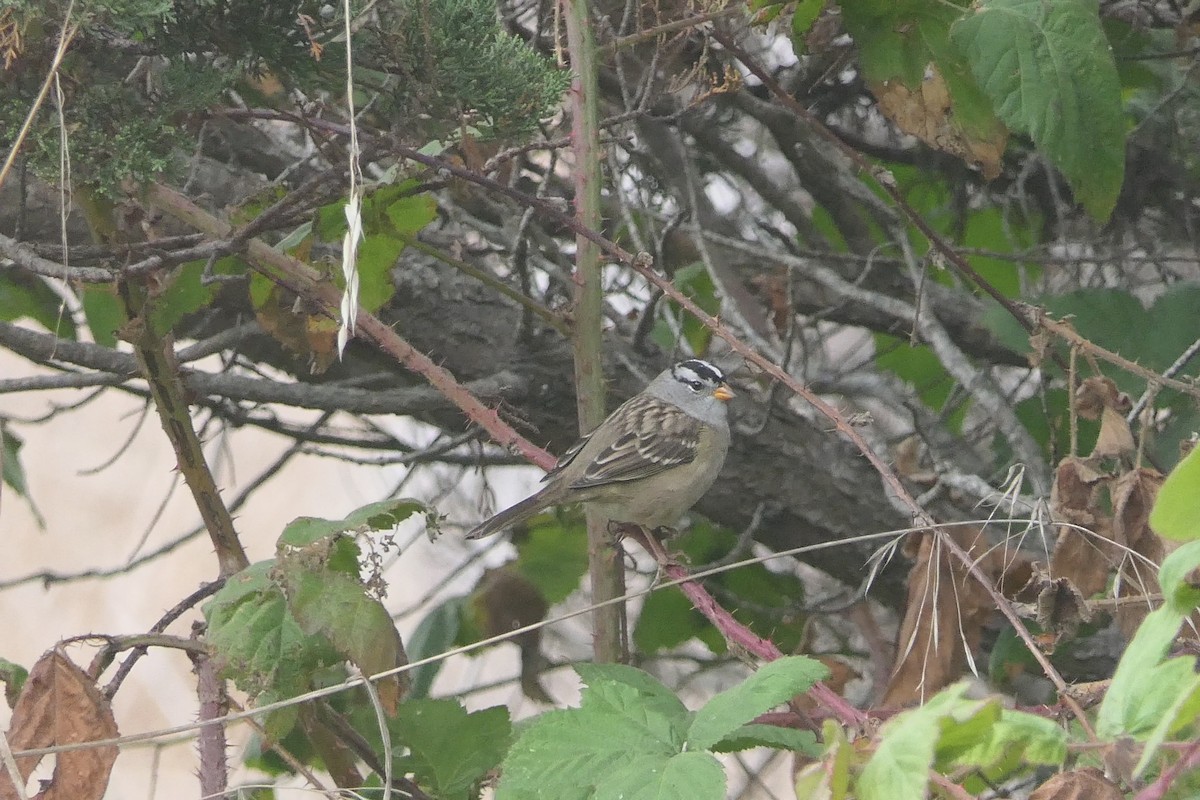 Bruant à couronne blanche - ML624132864