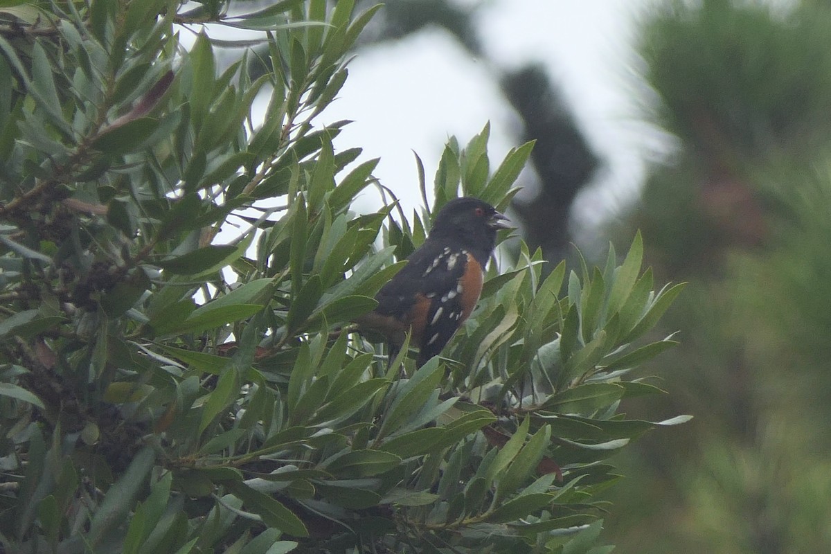 Spotted Towhee - ML624132888