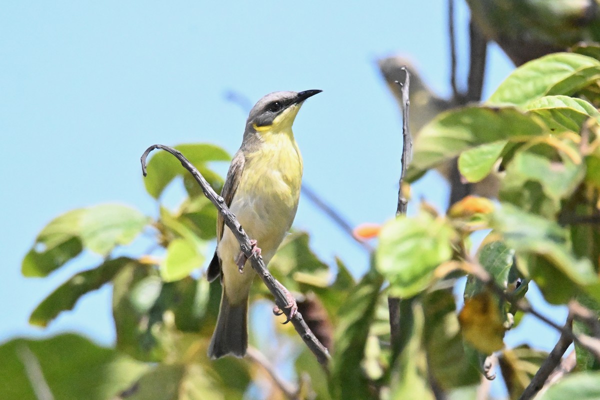 Gray-headed Honeyeater - ML624132910