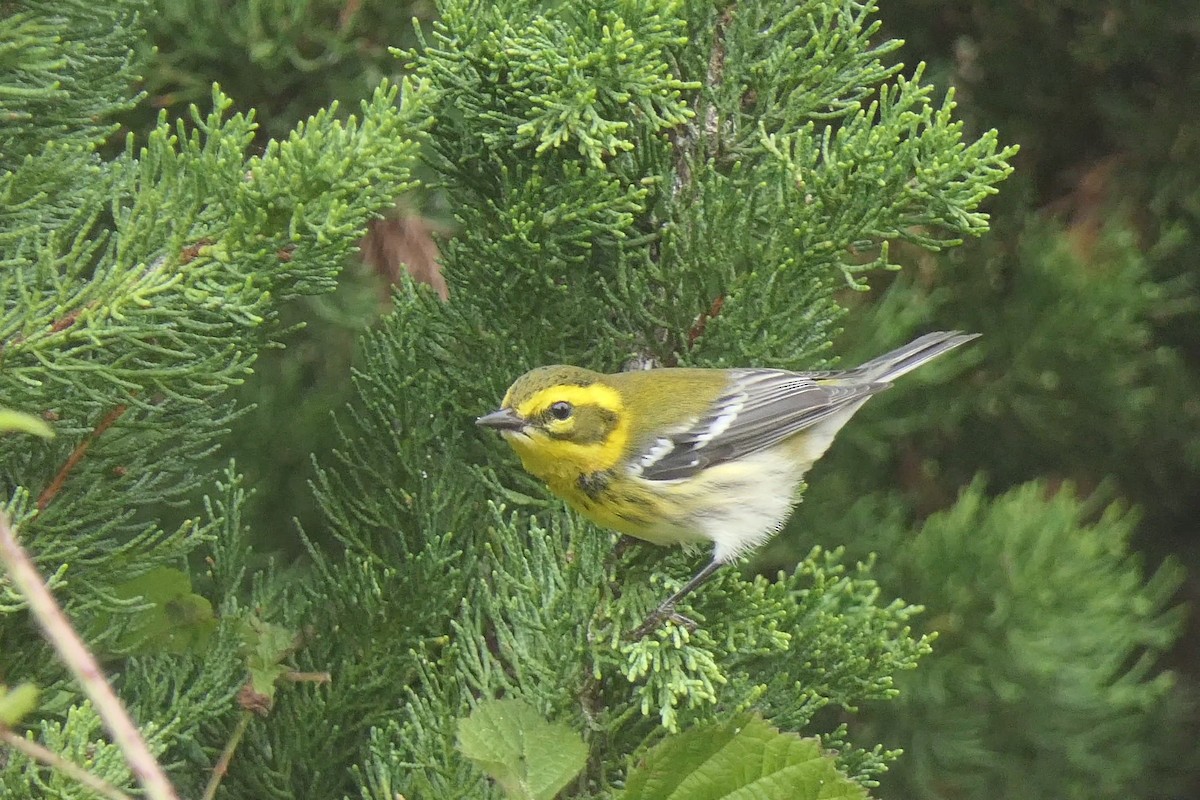 Townsend's Warbler - ML624132912