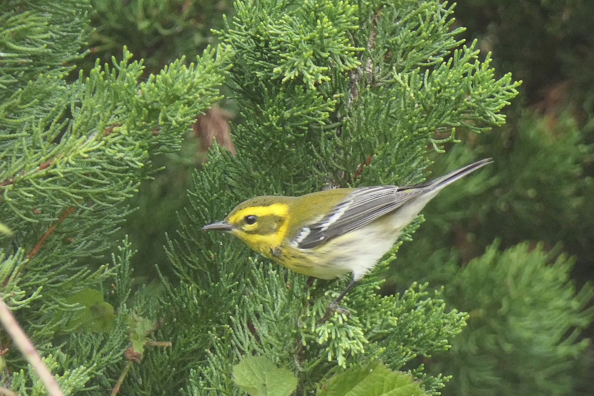 Townsend's Warbler - ML624132913