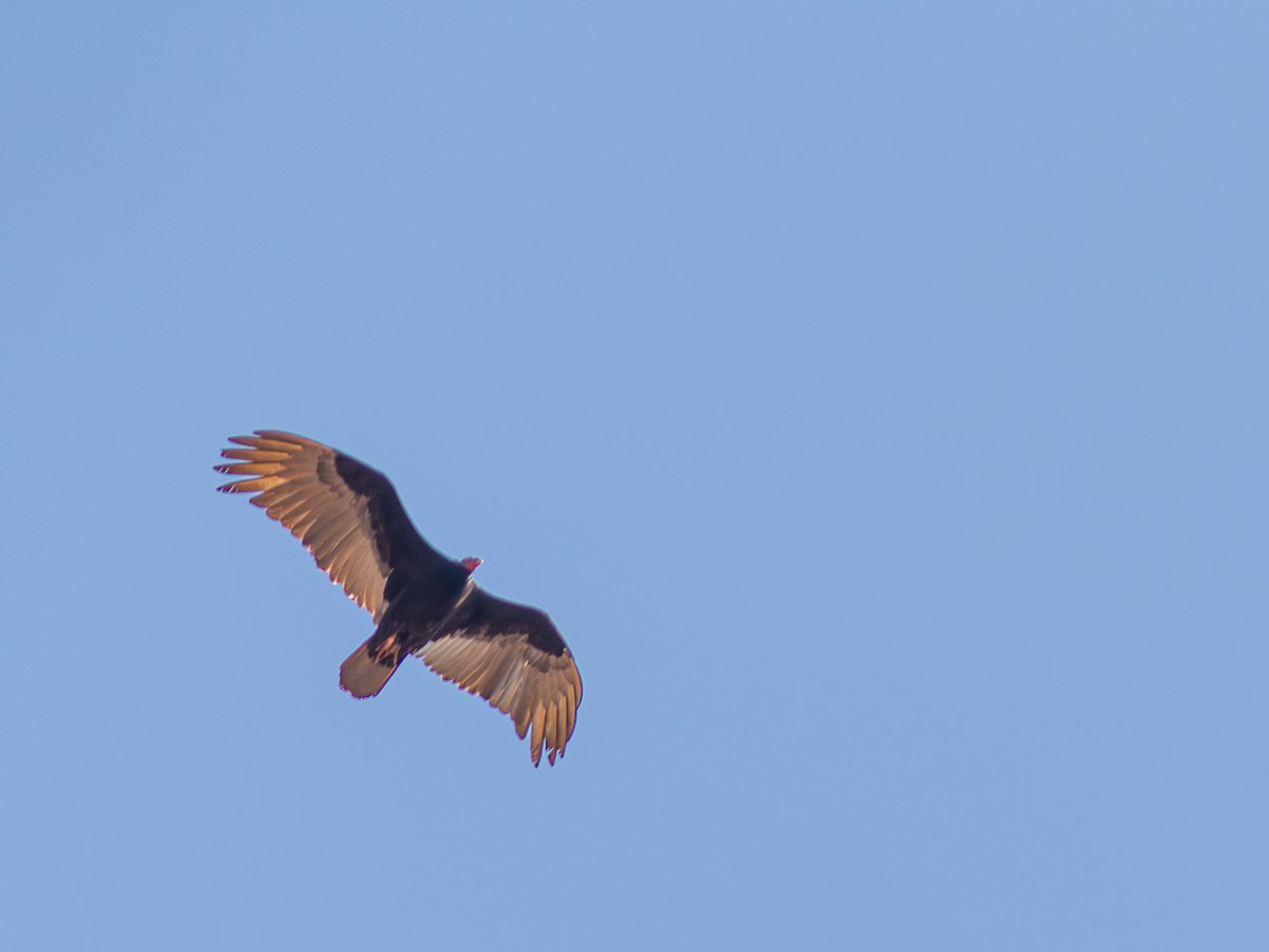 Turkey Vulture - ML624132916