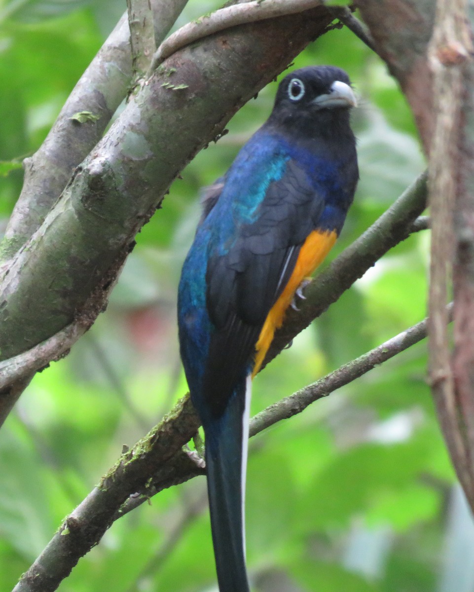 Ak Kuyruklu Trogon - ML624132962